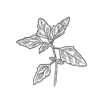 Quinoa branch in engraving style Stock Illustration