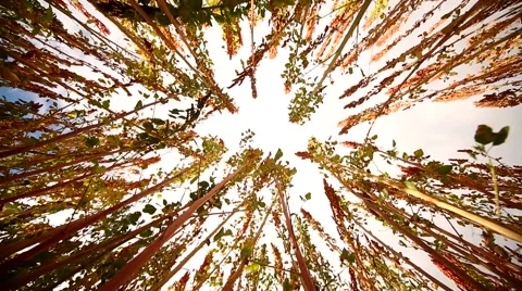 Quinoa field, Low Angle shot. Andes in South America Stock Footage 60977512