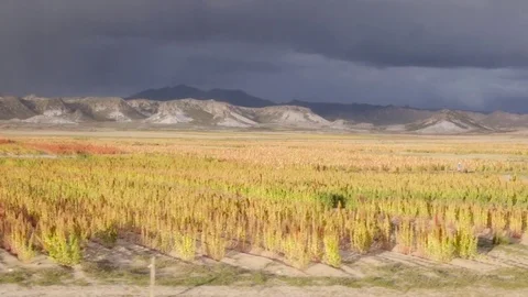 Quinoa fields Stock Footage 77401252