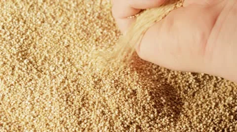 Quinoa Video stock 11019140