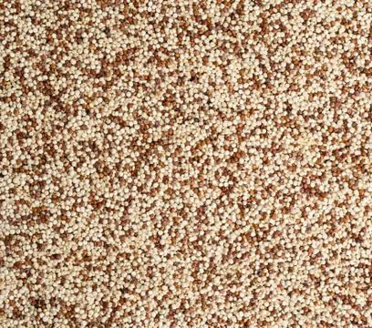 Quinoa Stock Photos
