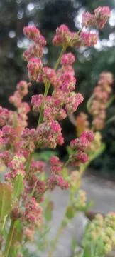 Quinoa plant displaying dense clusters of pinkish red inflorescence in soft Stock Photos