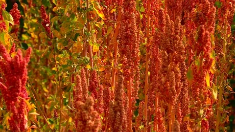 QUINOA PLANTS in PERU Stock Footage 70679091