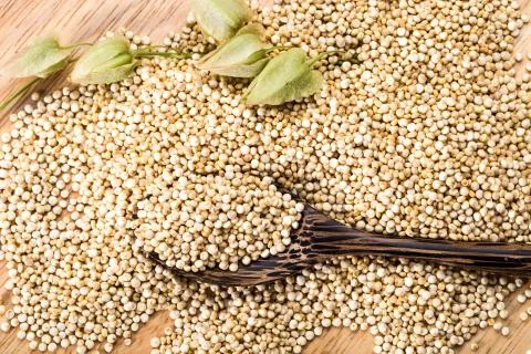 Quinoa seed Stock Photos