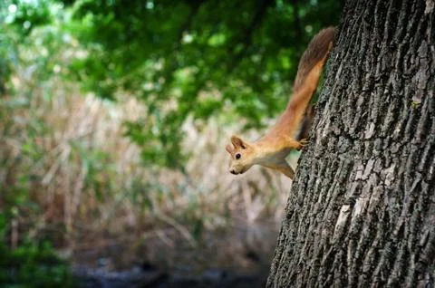 Quirrel with red fur Stock Photos