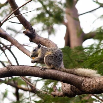 Quirrel sitting on tree Stock Photos