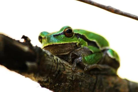 Quite green frog Stock Photos