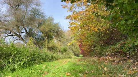 Quite Green Nature Path Stock-Footage 320831093