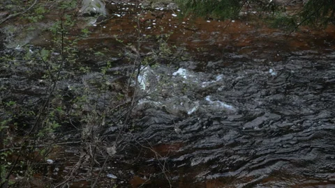 A quite stream in a northern forest Stock Footage 243535084