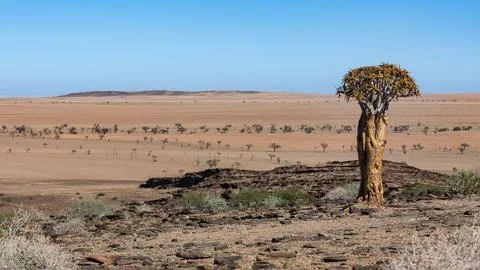 A quiver see in Namibia Fotos Stock