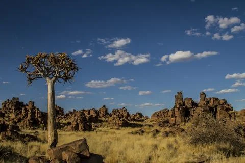 QUIVER TREE AND DEVILS PLAYGROUND Fotos Stock