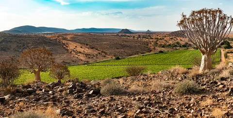 Quiver tree and grape vines in Northern Cape desert Stock Photos