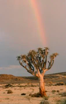 Quiver tree and rainbow, namibia / (aloe dichotoma) Fotos Stock