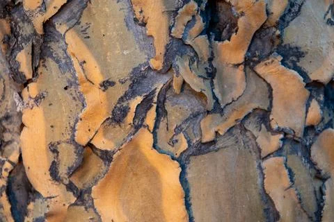 Quiver tree bark Stock Photos