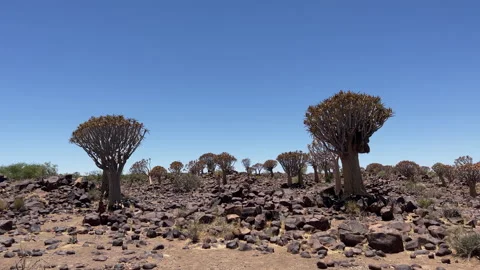 Quiver tree forest in Namibia Keetmanshoop. Wildlife, desert nature in Africa. 動画素材 168774554