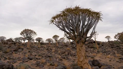 Quiver Tree Forest In Namibia Keetmanshoop Desert Area Stock Footage 263070836