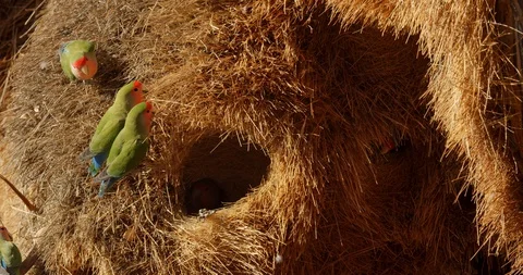 Quiver Tree Forest of Namibia, small parrots are sitting on the nest, 4k Stock Footage 127655950