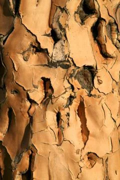 Quiver Tree Forest Fotos Stock