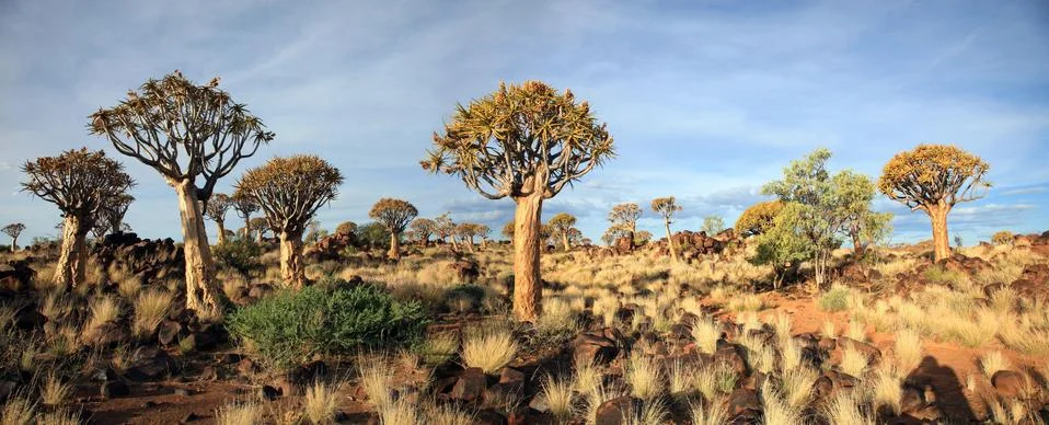 Quiver Tree Forest Fotos Stock