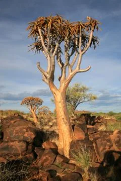 Quiver Tree Forest Stock Photos