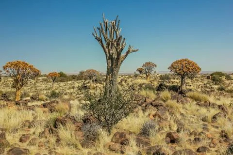 Quiver Tree Forest Fotos Stock