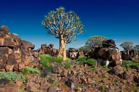 Quiver tree forest Fotos Stock