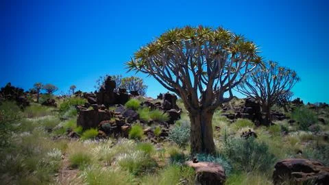 Quiver tree forest Fotos Stock