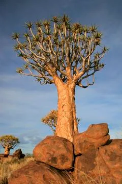 Quiver Tree Forest Fotos Stock