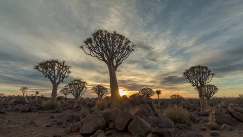 Quiver Tree forest sunrise Timelapse in Namibia 스톡 동영상 127742897