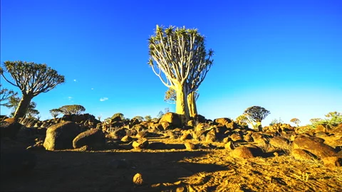 Quiver Tree Forest Time Lapse with Camera Slider Motion, Namibia 스톡 동영상 339340610