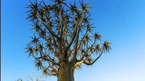 Quiver Tree Forest Time Lapse with Camera Slider Motion, Namibia Vídeo Stock 339340712