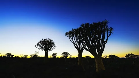 Quiver Tree Forest Time Lapse with Camera Slider Motion, Namibia Stock Footage 339340713