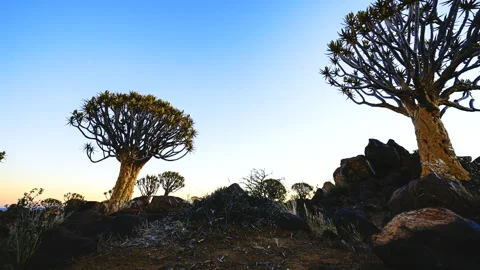 Quiver Tree Forest Time Lapse with Camera Slider Motion, Namibia 스톡 동영상 339378502
