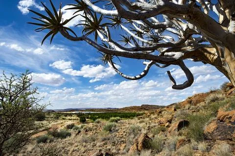 Quiver tree framing view of citrus orchard in Northern Cape, South Africa Stock Photos