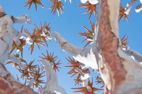 The Quiver Tree gets its name from the San people who used the tubular branches Fotos Stock