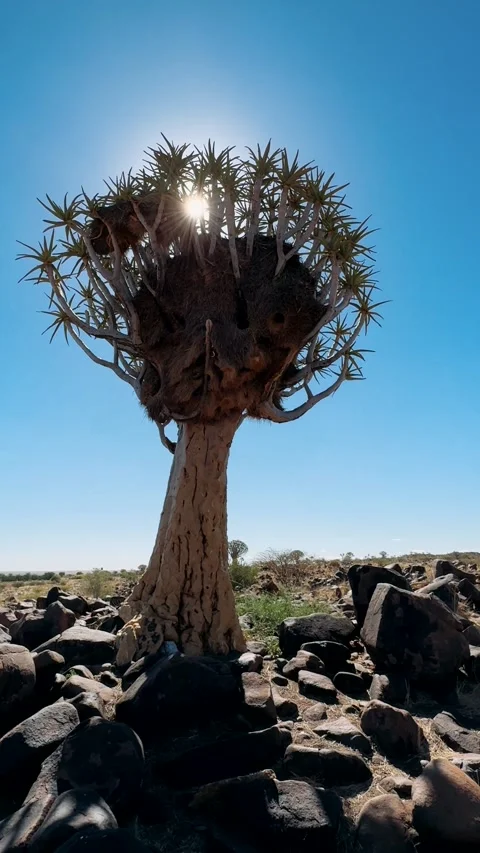 Quiver tree grove in Namibia	 Vidéo 333570606