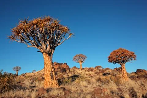 Quiver tree landscape Fotos Stock