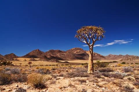 Quiver tree landscape Stock Photos
