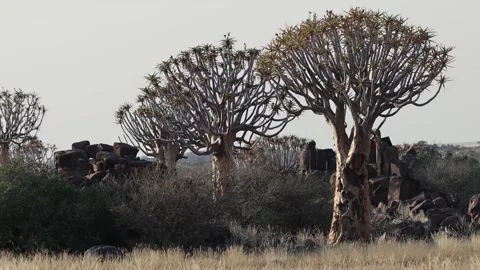 Quiver tree Namibia Video stock 322187553