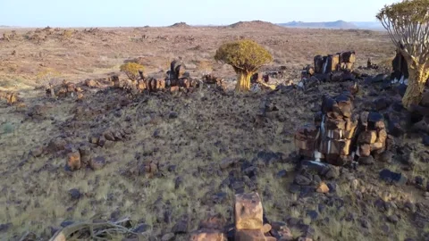 Quiver tree Namibia Stock Footage 322187556