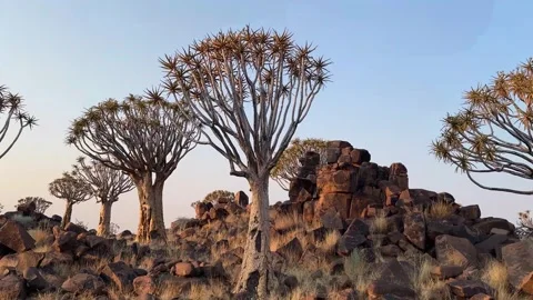 Quiver tree Namibia Vídeos de archivo 322187557