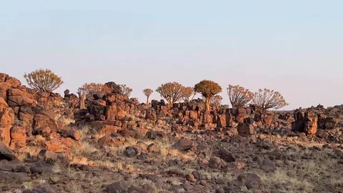 Quiver tree Namibia Stock Footage 322187559