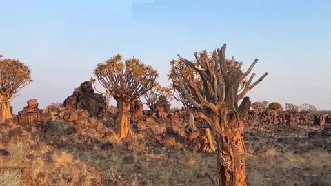 Quiver tree Namibia Stock Footage 322187560