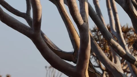 Quiver tree Namibia Stock Footage 322187568