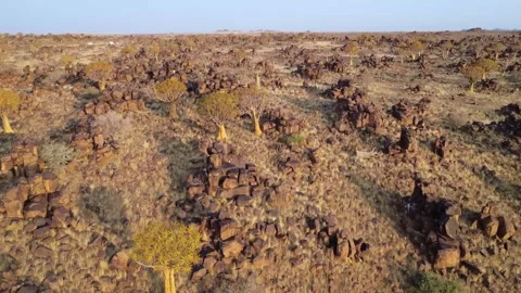 Quiver tree Namibia Stock Footage 322187569