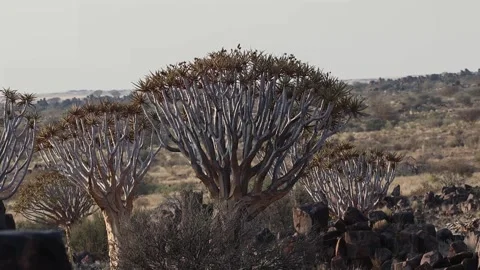 Quiver tree Namibia Stock Footage 322187570