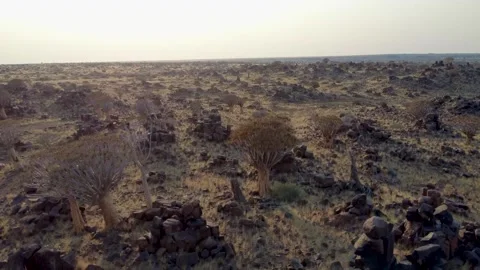 Quiver tree Namibia Vídeos de archivo 322187574