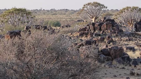 Quiver tree Namibia Stock Footage 322187575