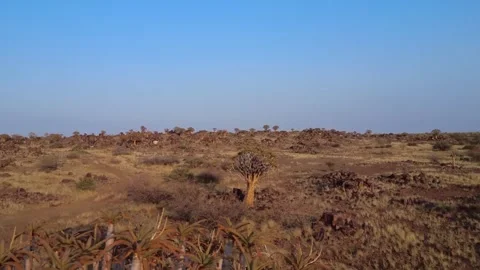 Quiver tree Namibia Stock Footage 322187577
