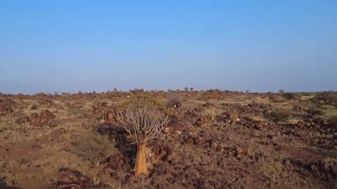 Quiver tree Namibia Stock Footage 322187585